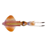 Esca Savage Gear 3D Swim Squid 86 gr. 25 cm. honry - Savage Salt