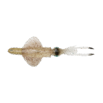 Savage Gear Swim Squid RTF 25cm  Col. Green Eye