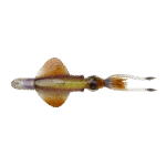 Savage Gear Swim Squid RTF 25cm  Col. Horny Squid